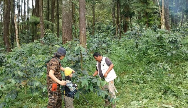 ola dan ayah mengunjungi kebun kopi di megamendung